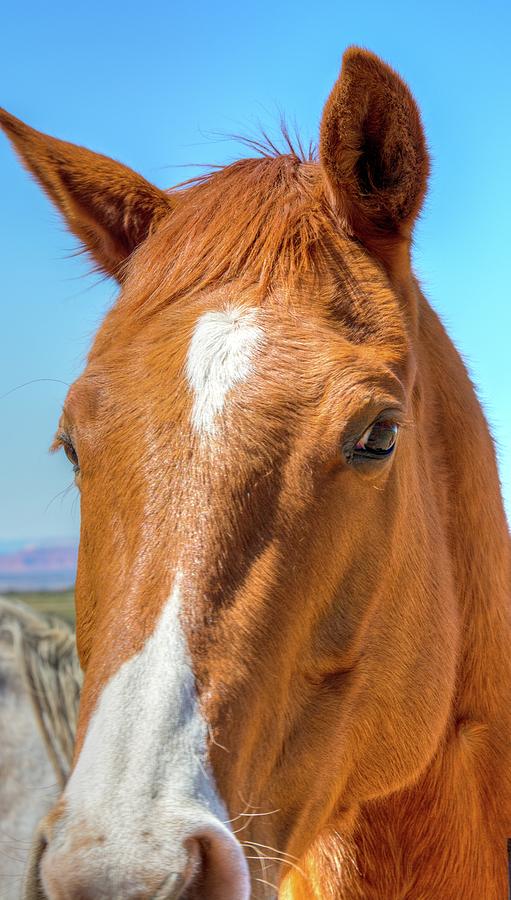 Friendly Brown Horse Photograph by Daniel Dean