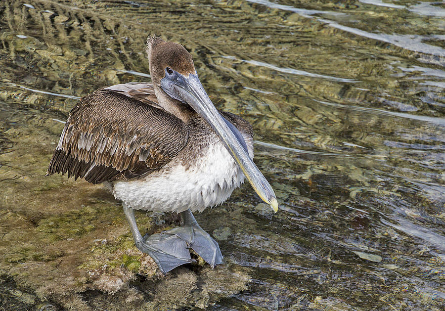 Friendly Brown Pelican Photograph by Bob Slitzan