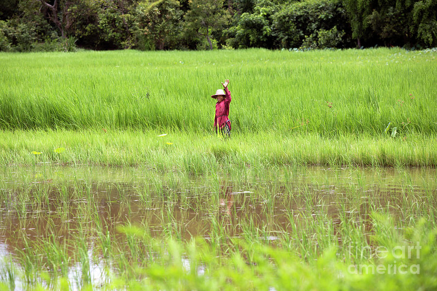 Landscape Photograph - Friendly Cambodian Boy Waves Hello Green Rice Fields  by Chuck Kuhn