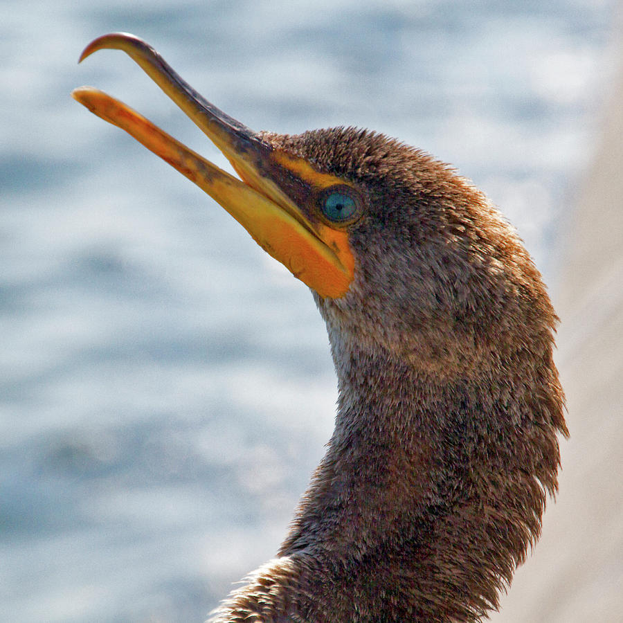 Friendly Cormorant 1 Photograph by Bob Slitzan