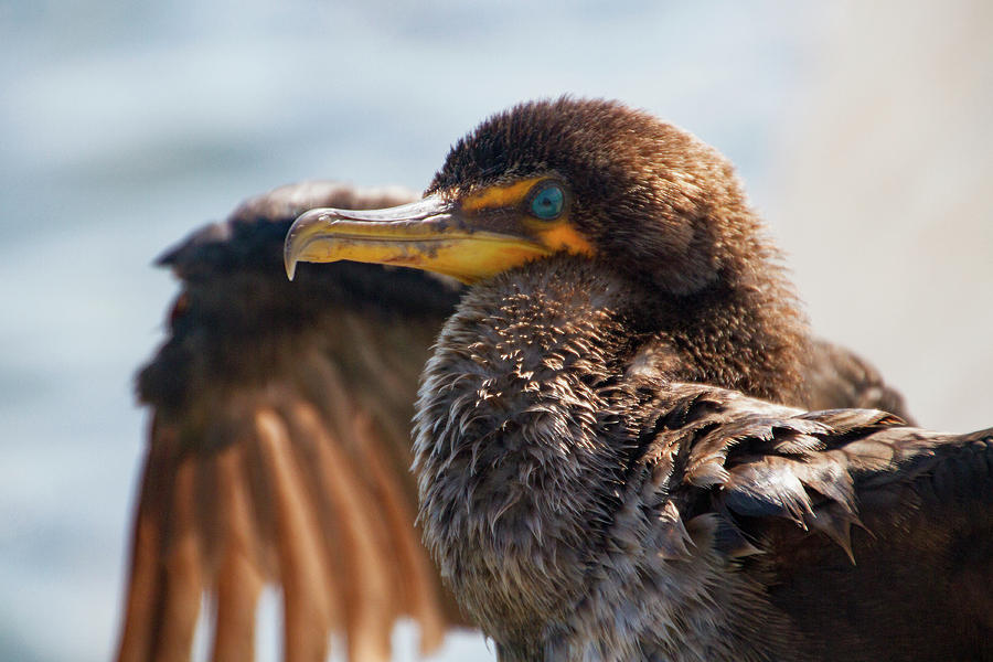 Friendly Cormorant 2 Photograph by Bob Slitzan