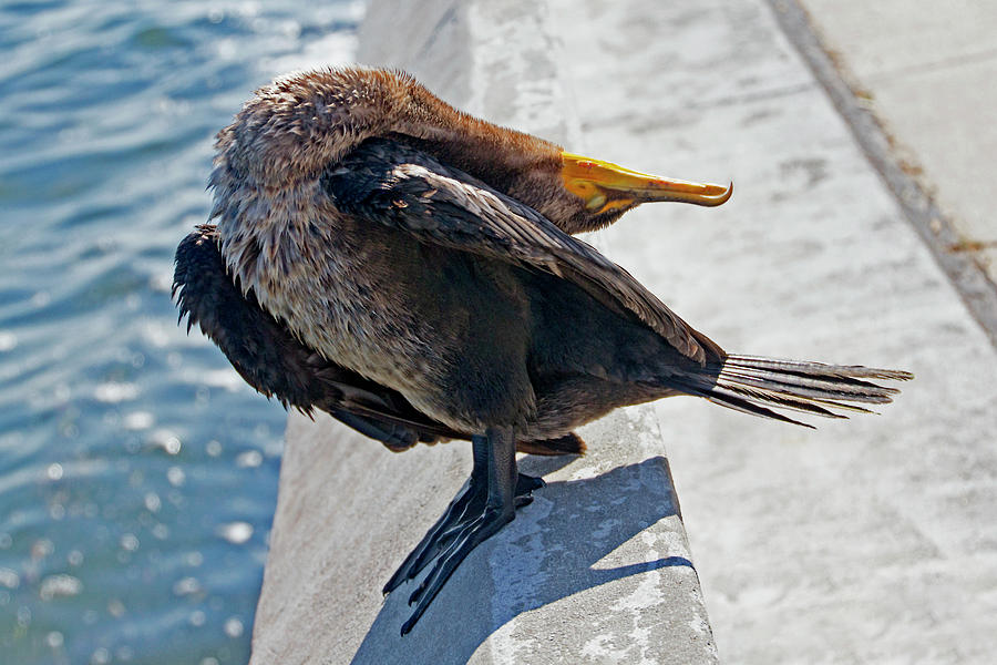 Friendly Cormorant 3 Photograph by Bob Slitzan