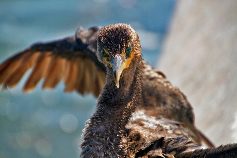 Friendly Cormorant 4 Photograph by Bob Slitzan