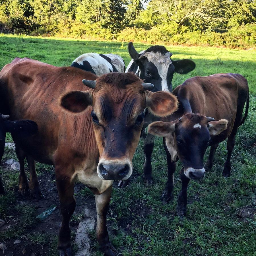 Cow Photograph - The Odd One Out by Joseph Mari Cow Photograph - The Odd One Out by Joseph Mari