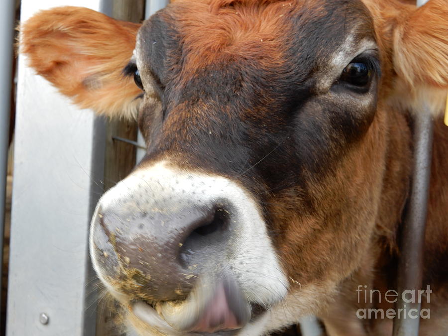 Friendly Dairy Cow Photograph by Christine Clark