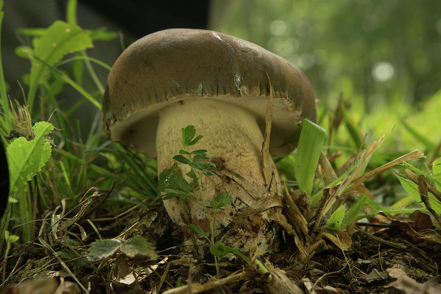 Friendly Fairy Mushroom Photograph by Douglas Barnett
