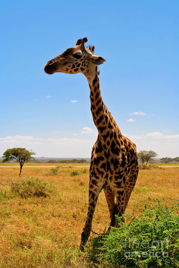 Friendly Giraffe Photograph by Bruce Block
