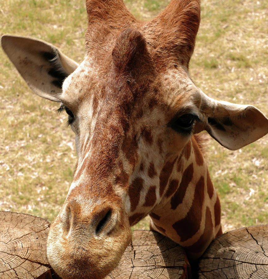 Friendly Giraffe Photograph by Laurel Powell