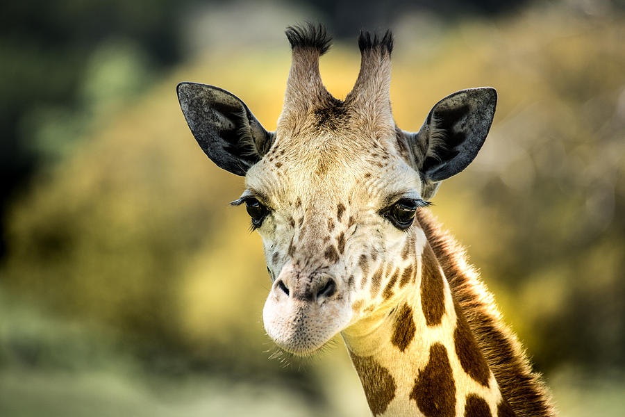 Friendly Giraffe Portrait Photograph by Janis Knight