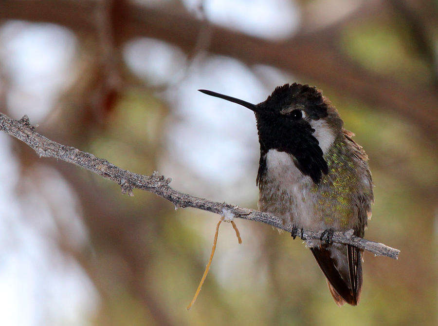 Friendly Hummingbird Photograph by Lorraine Baum