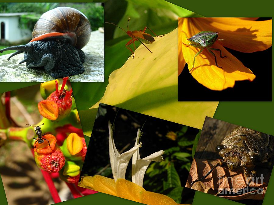 Friendly insects Photograph by Alejandro Mahias - Fine Art America