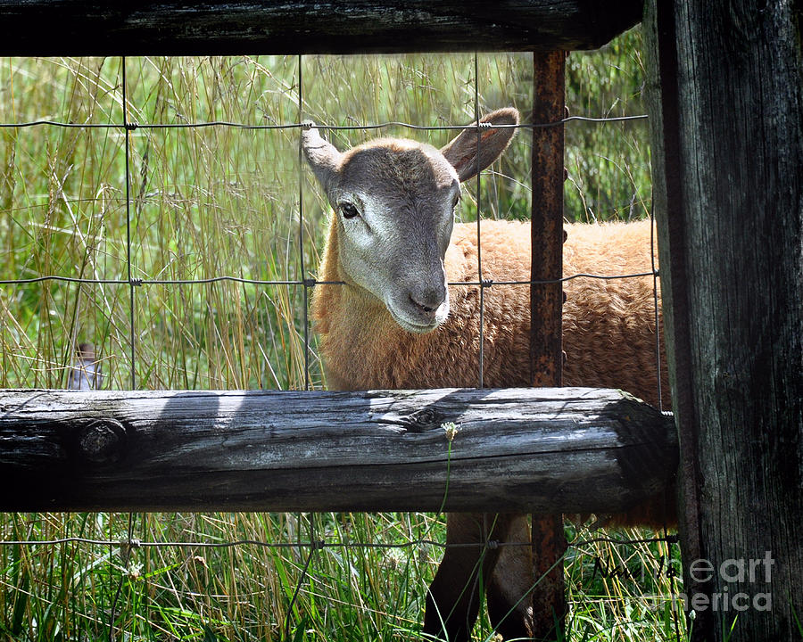 Friendly Lamb Photograph by Nava Thompson