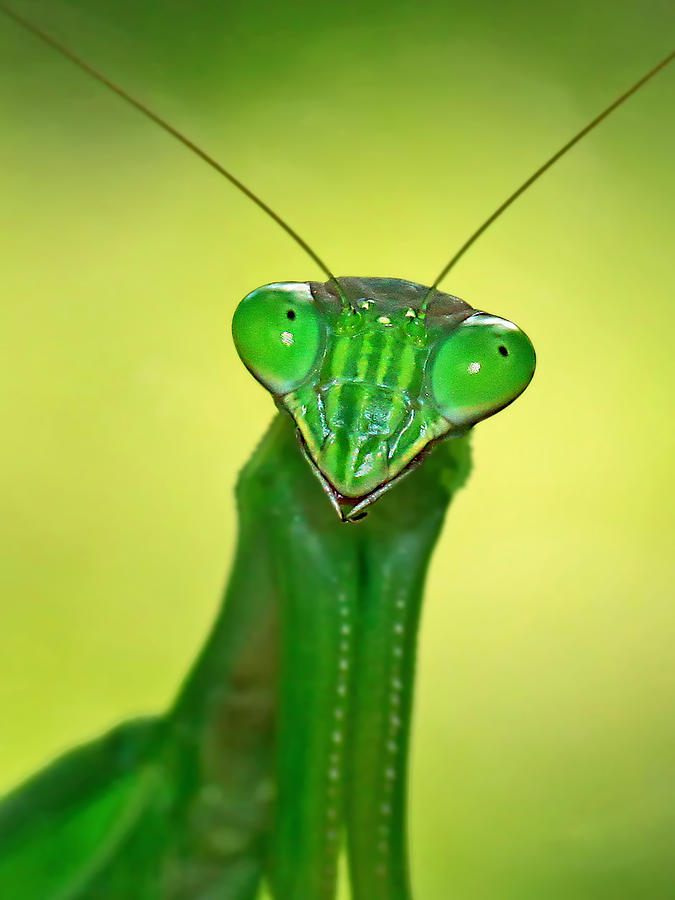 Friendly mantis Photograph by Carolyn Derstine