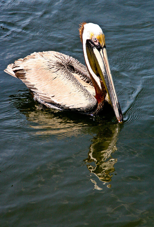 Friendly Pelican Photograph by Arnold Hence Friendly Pelican Photograph by Arnold Hence