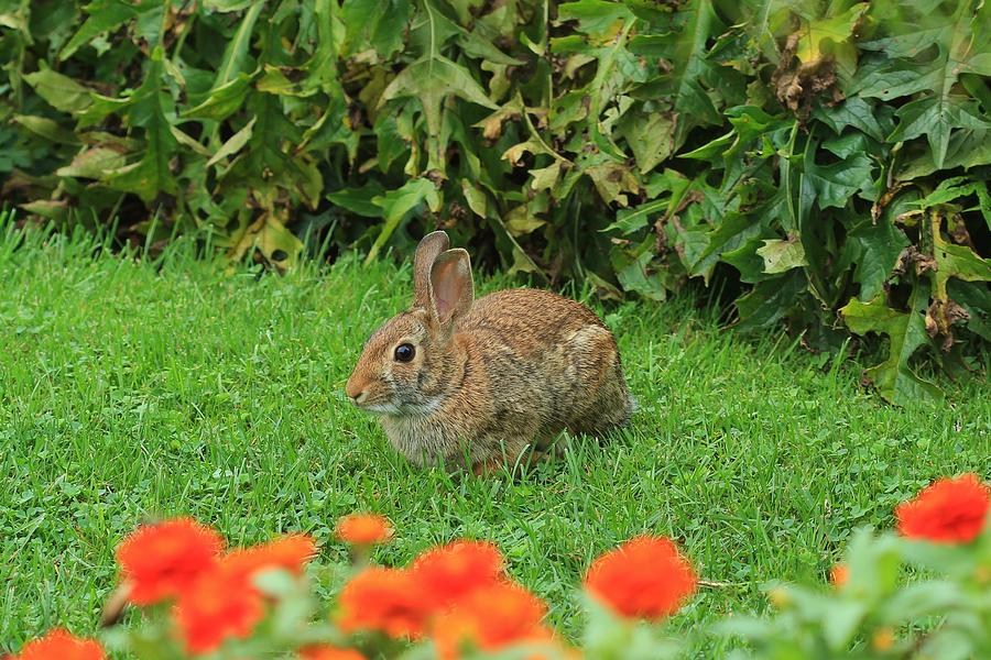 Friendly Rabbit Photograph by Karen Silvestri - Fine Art America