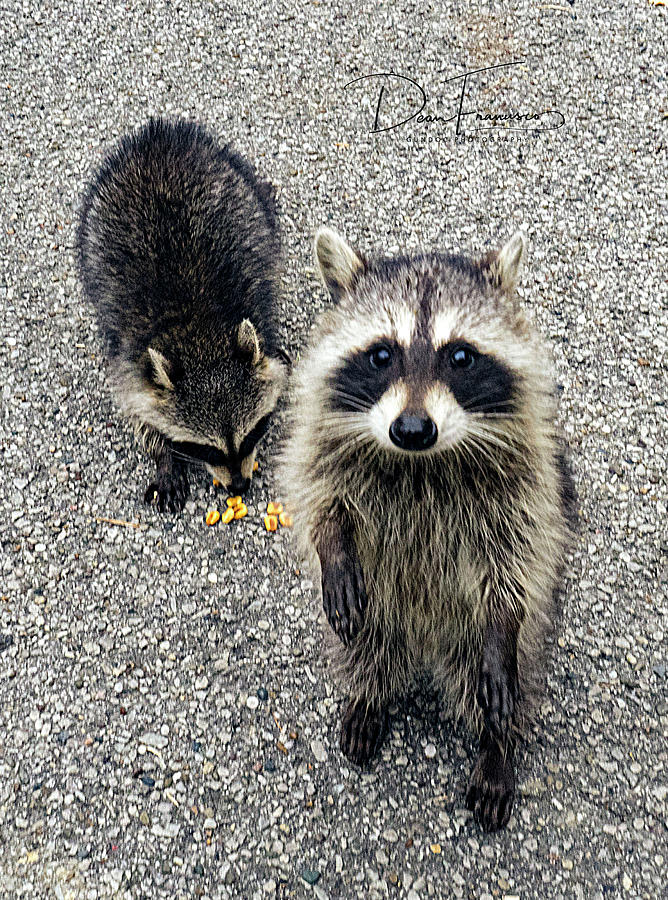 Friendly Raccoon Photograph By Dean Francisco