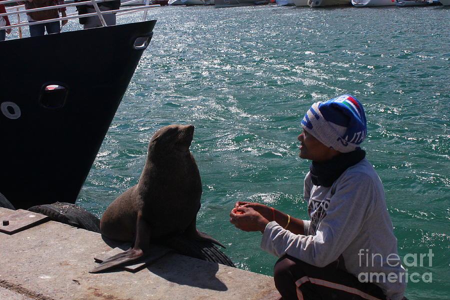 Friendly Seal Photograph by Bev Conover