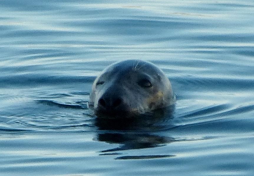 Friendly Seal Photograph by Kim Blackley - Fine Art America