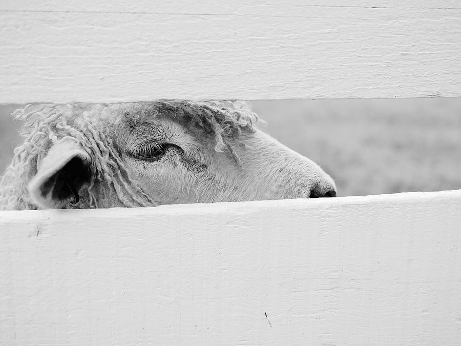 Friendly Sheep Photograph by Lara Morrison