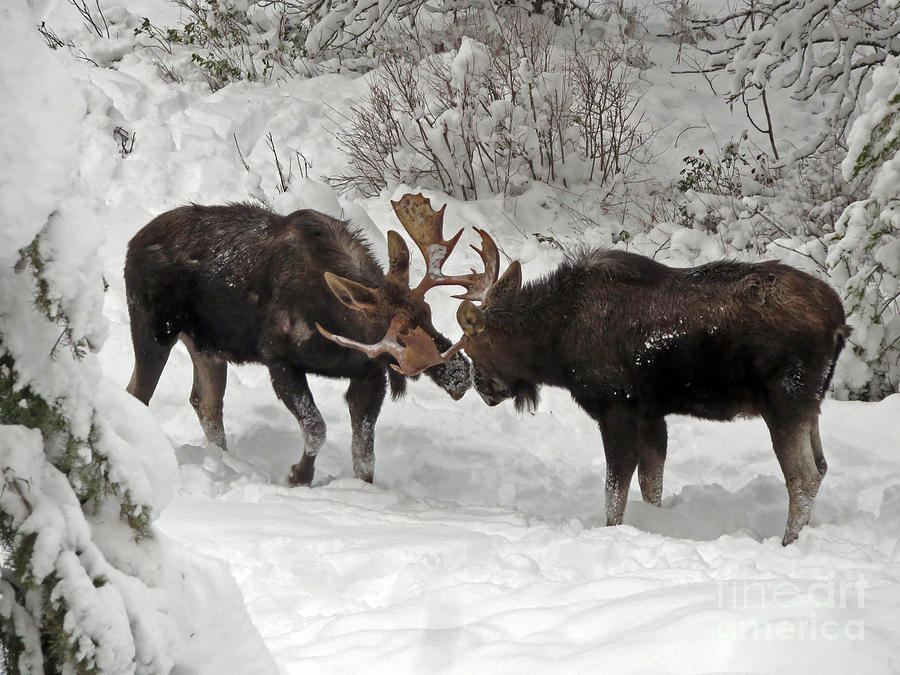 Friendly sparring bull Moose Photograph by Cindy Murphy - NightVisions