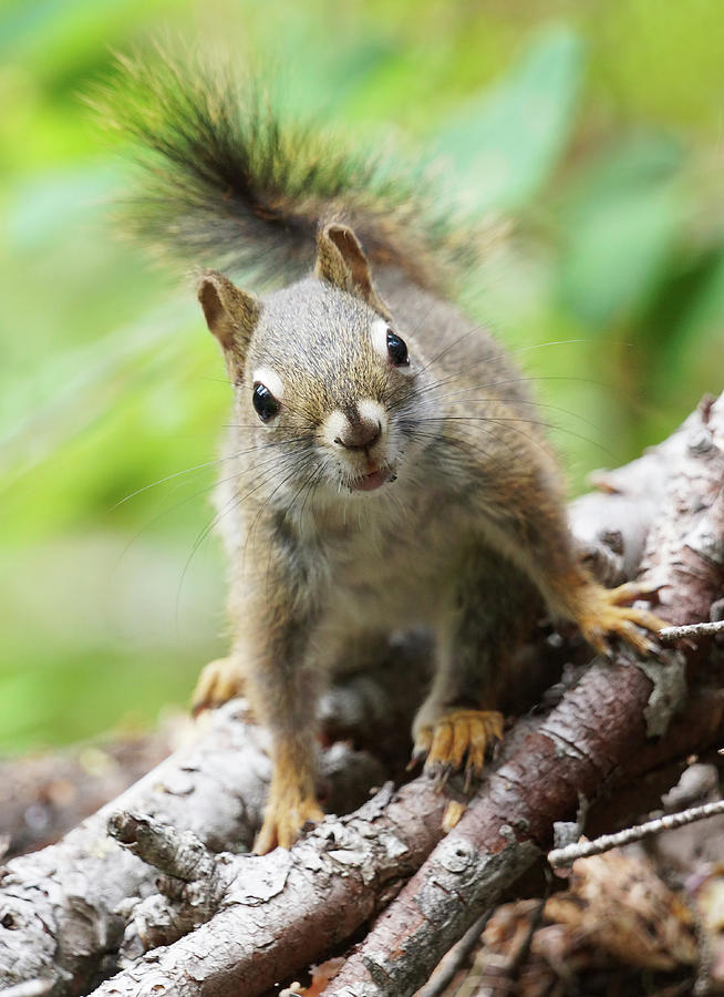 Spring Photograph - Friendly Squirrel by Mark Hryciw