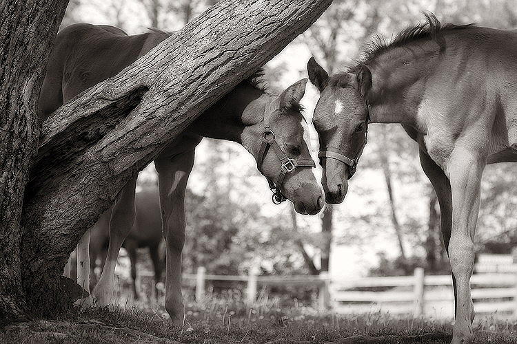 Friends - Black and White Photograph by Angela Rath - Fine Art America