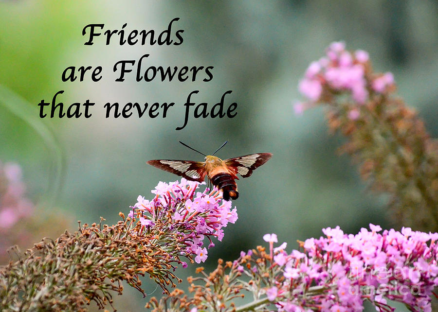Friends Are Flowers That Never Fade Photograph by Kerri Farley