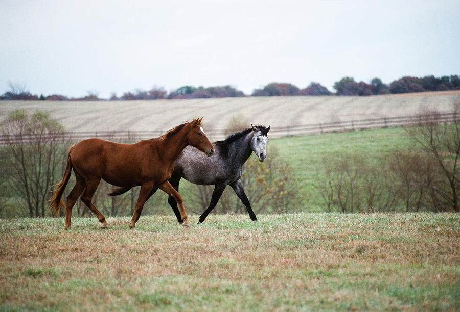 Friends, Bascule Farm, Poolesville, Maryland, October 2001 Photograph by James Oppenheim