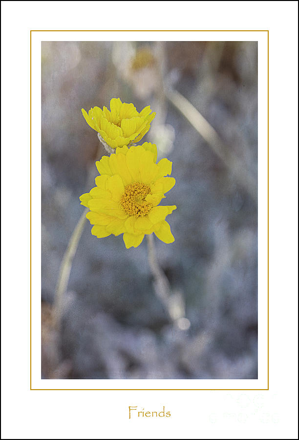 Flower Photograph - Friends by Elisabeth Lucas