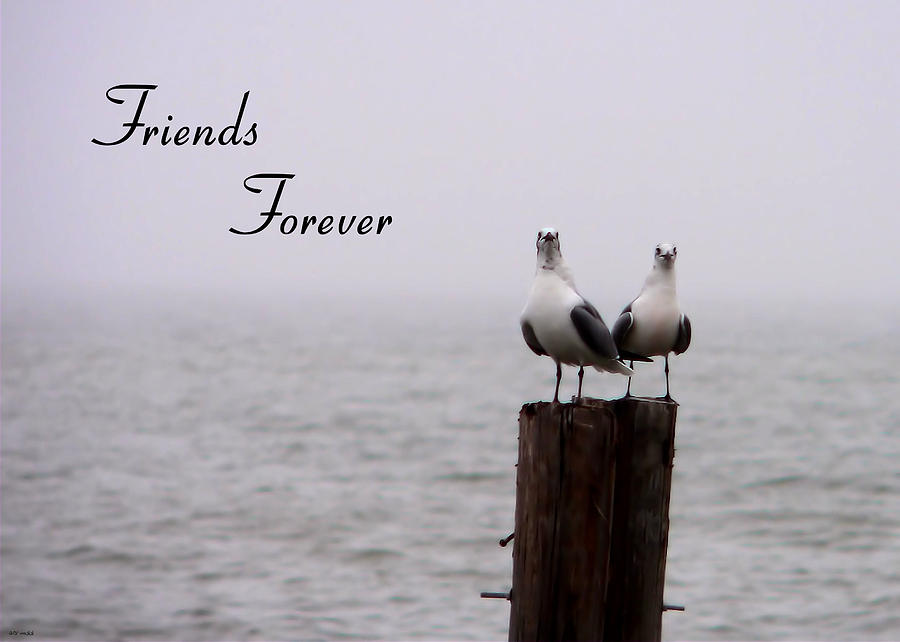 Friends Forever Photograph by Kathy K McClellan