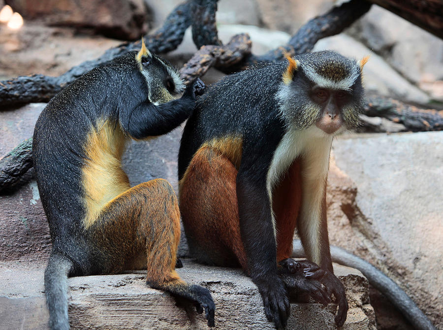 Wolfs Guenon Monkeys II Photograph by Stephen Schwiesow