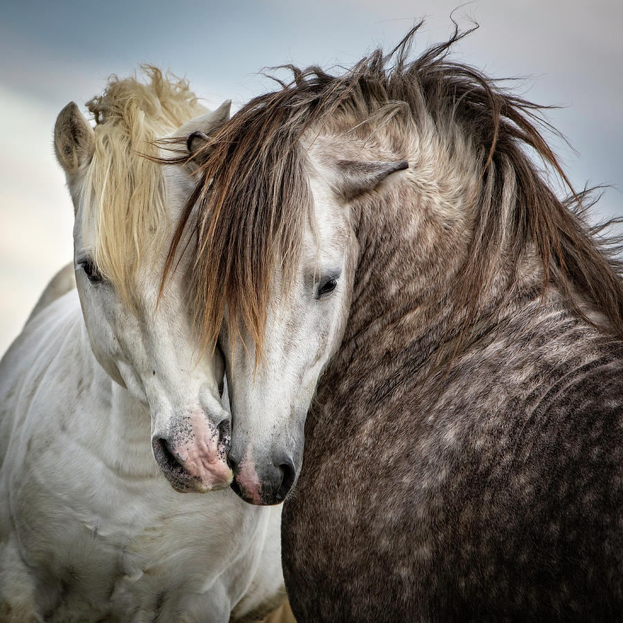 Horse Photograph - Friends II Color Square by Tim Booth