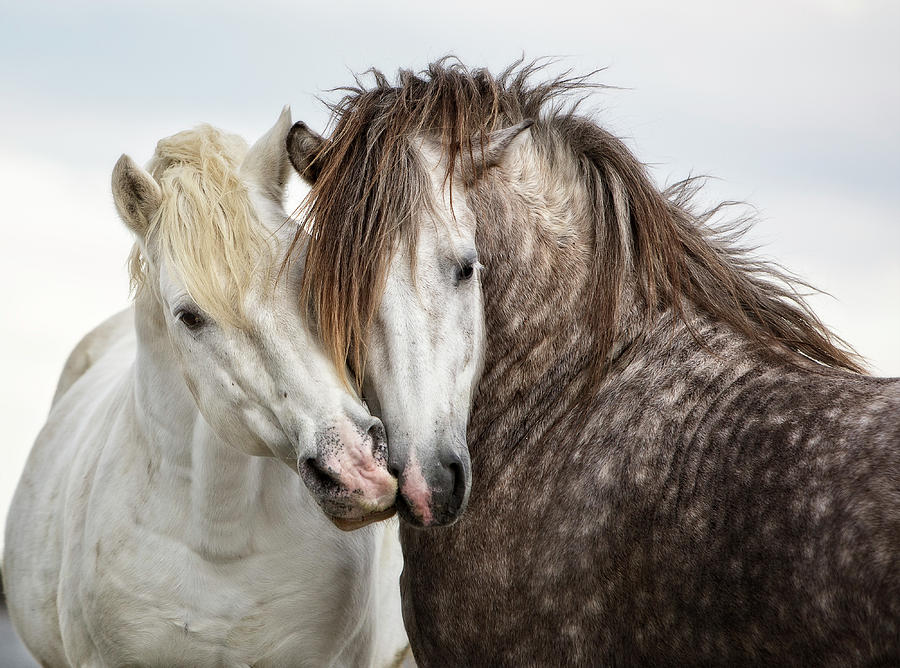 Horse Photograph - Friends III - Color by Tim Booth