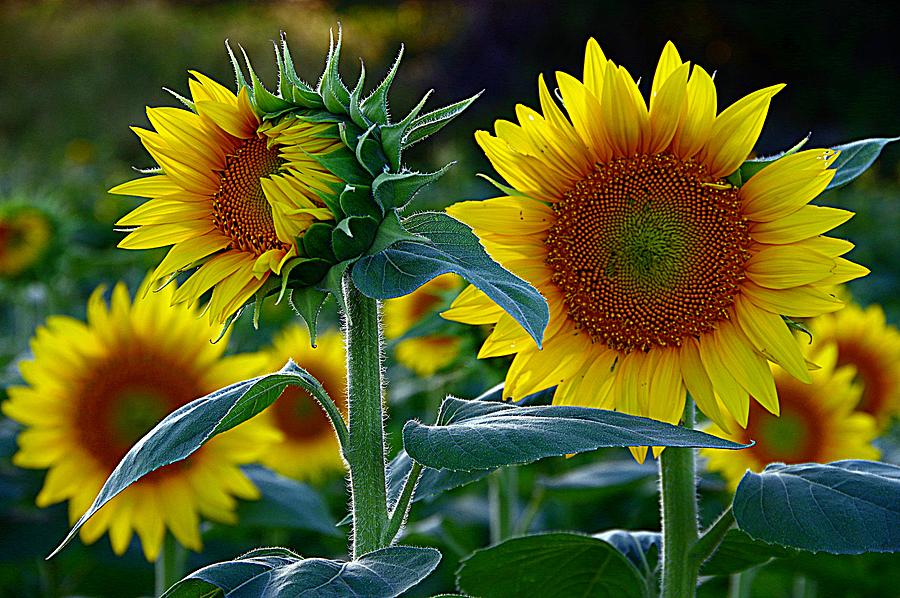Friends in the Sunflower Field Photograph by Karen McKenzie McAdoo
