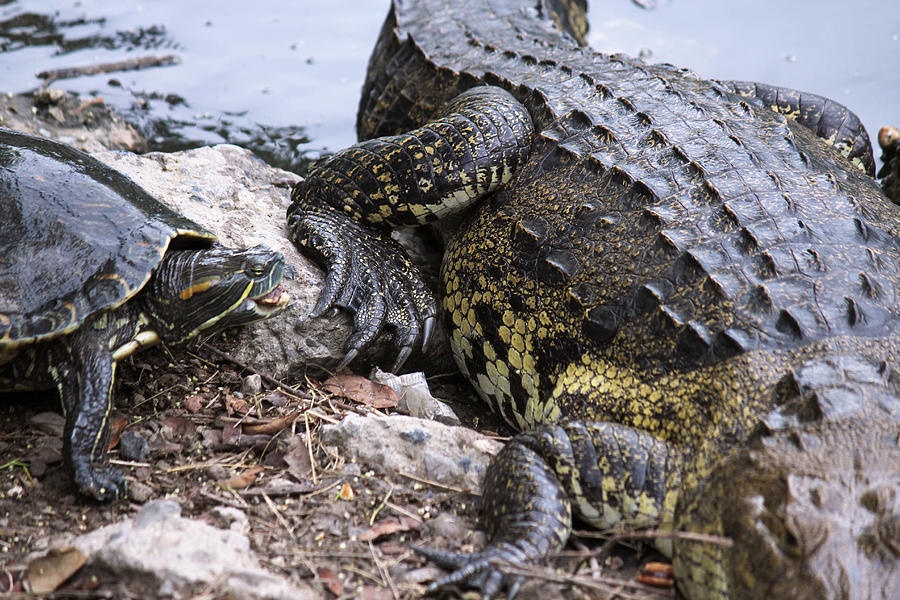 Friends Photograph By Linda Gemignani 