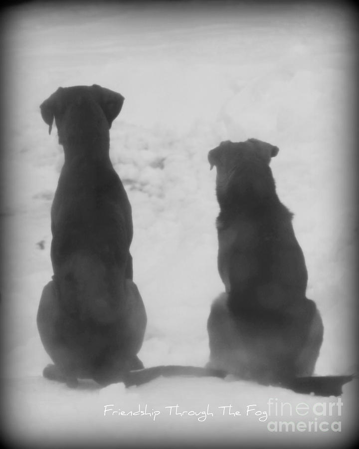 Dog Photograph - Friends Through The Fog by Lila Fisher-Wenzel