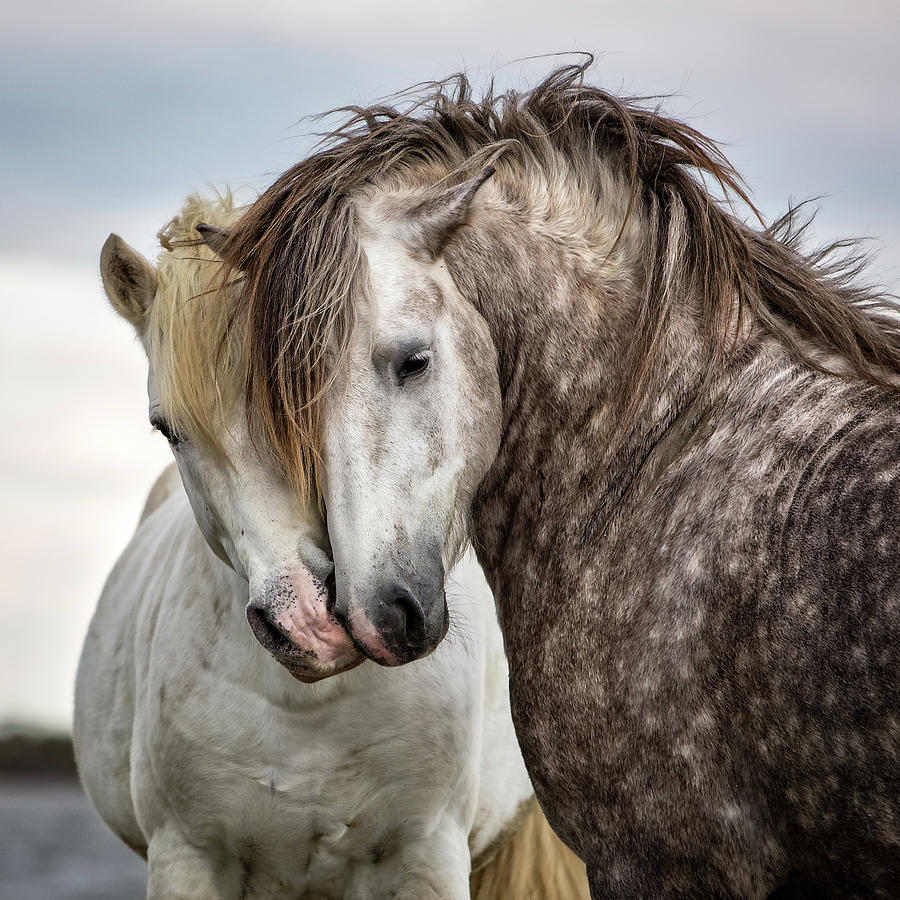 Horse Photograph - Friends by Tim Booth