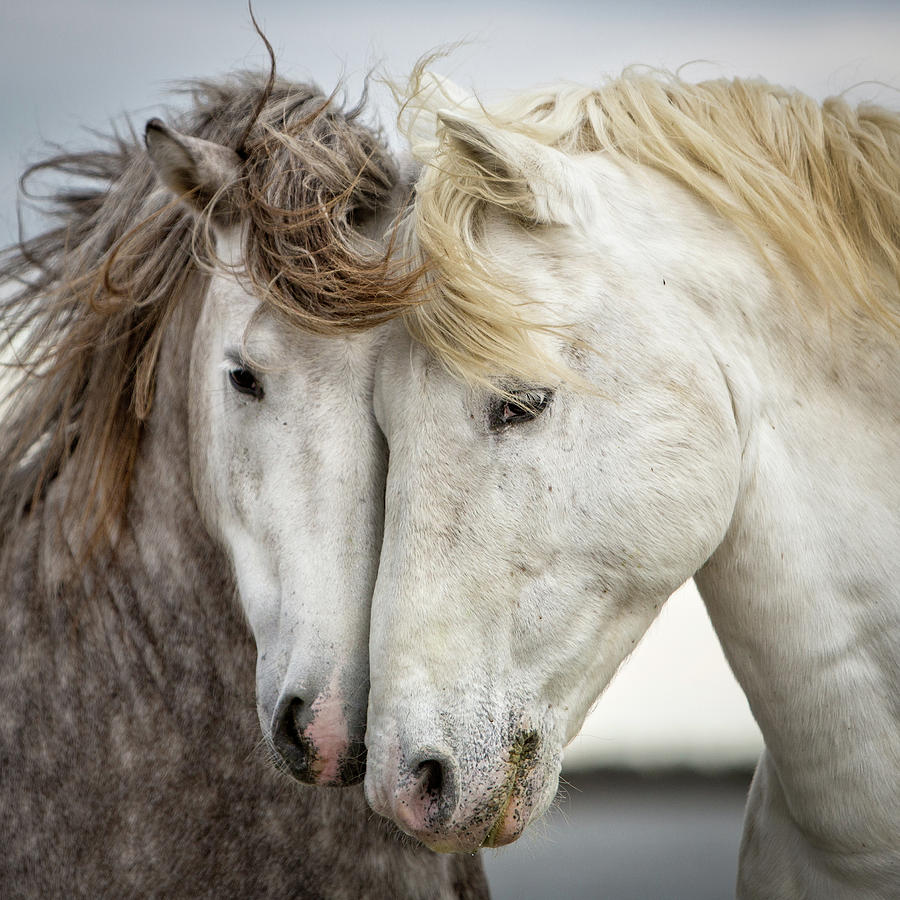 Horse Photograph - Friends V - Colour by Tim Booth