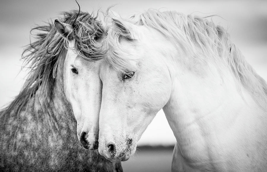 Horse Photograph - Friends V by Tim Booth