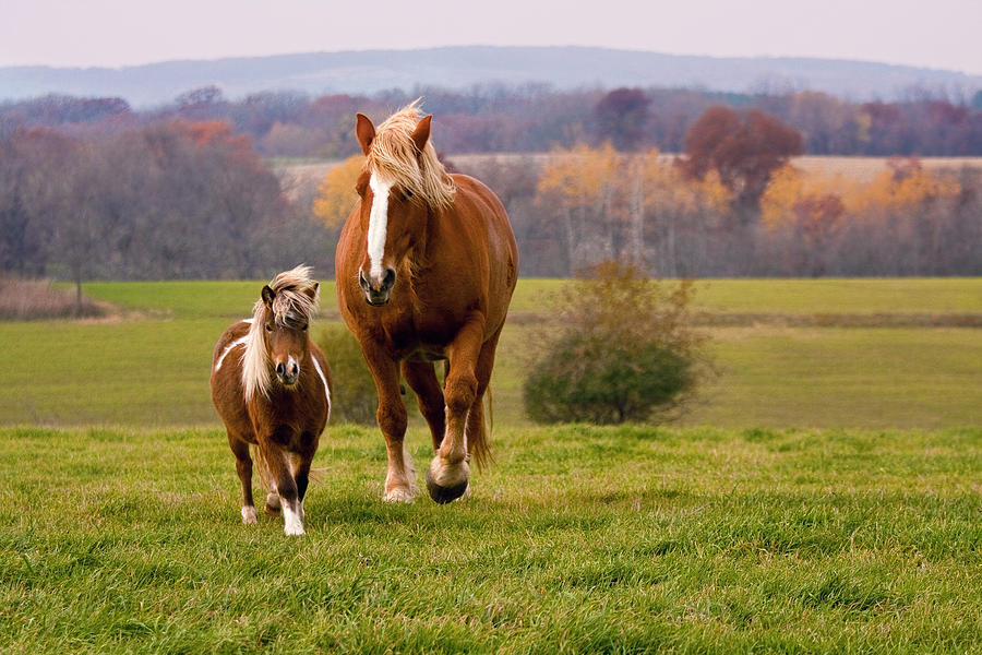 Horse Photograph - Friends by Vicki France