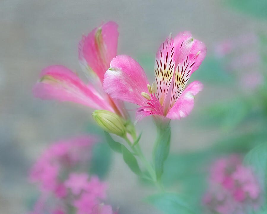Nature Photograph - Friendship - Alstroemeria Flower by Kim Hojnacki