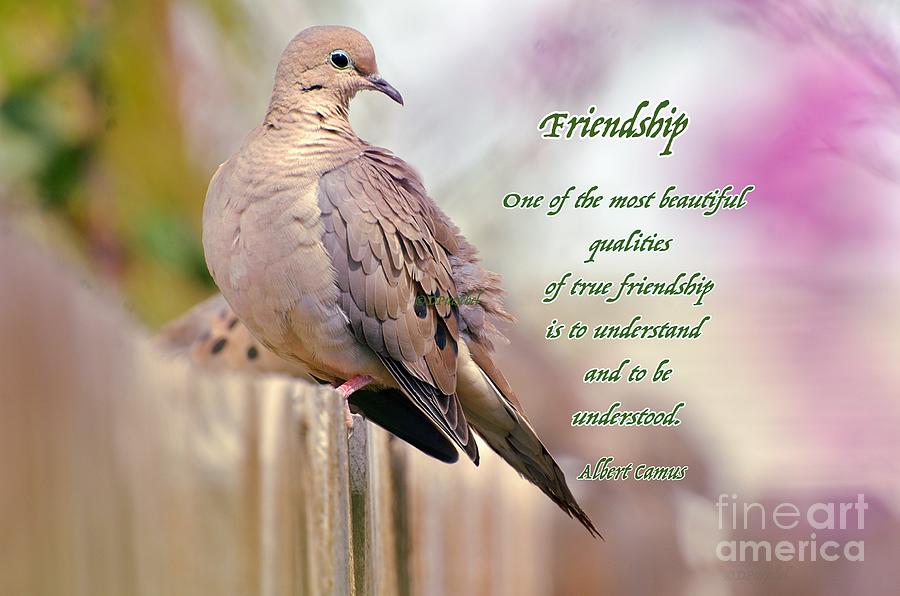 Dove Photograph - Friendship Greeting by Debby Pueschel