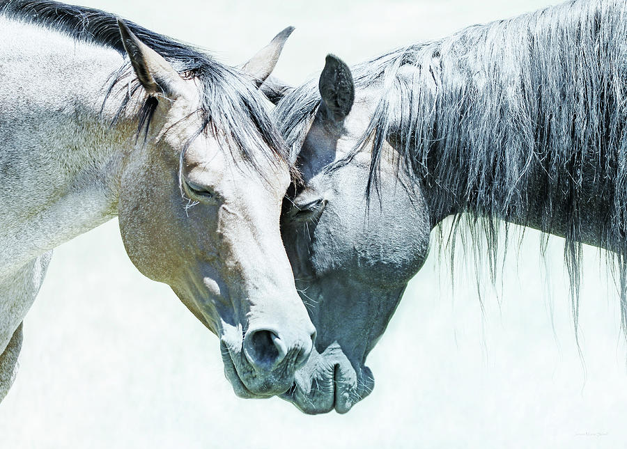 Friendship of Horses Photograph by Jennie Marie Schell