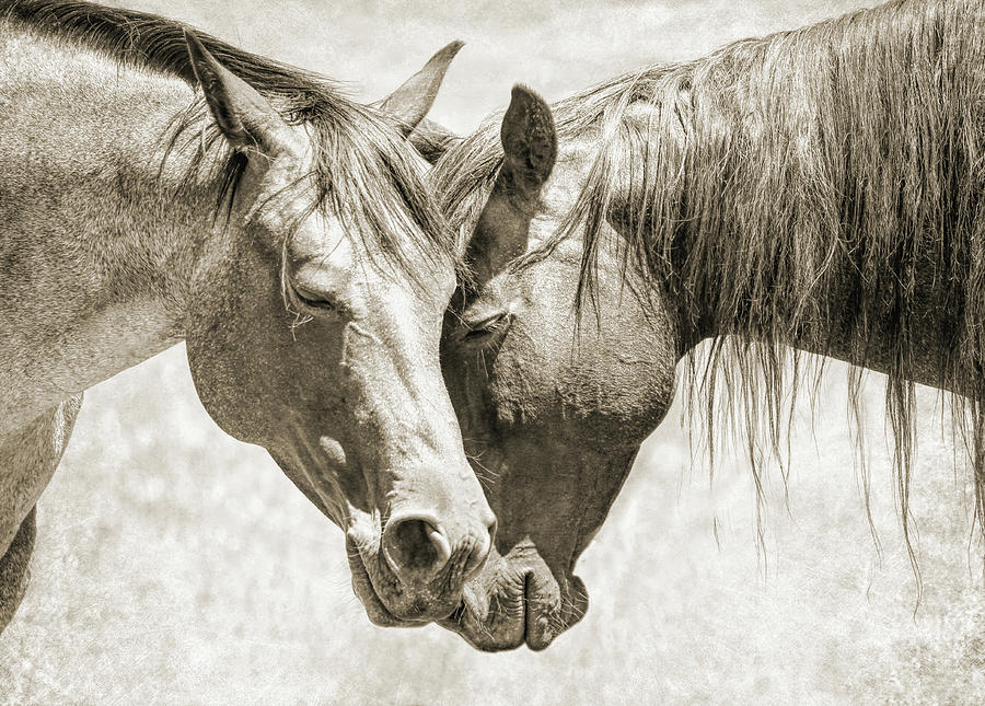 Friendship of Horses Sepia Photograph by Jennie Marie Schell