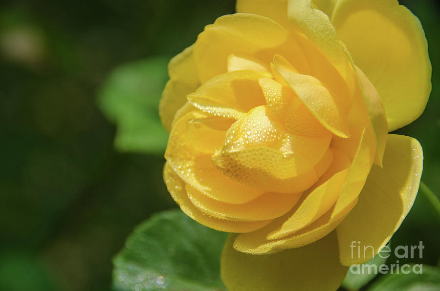 Friendship Rose Nature / Floral / Botanical Photograph Photograph by PIPA Fine Art - Simply Solid