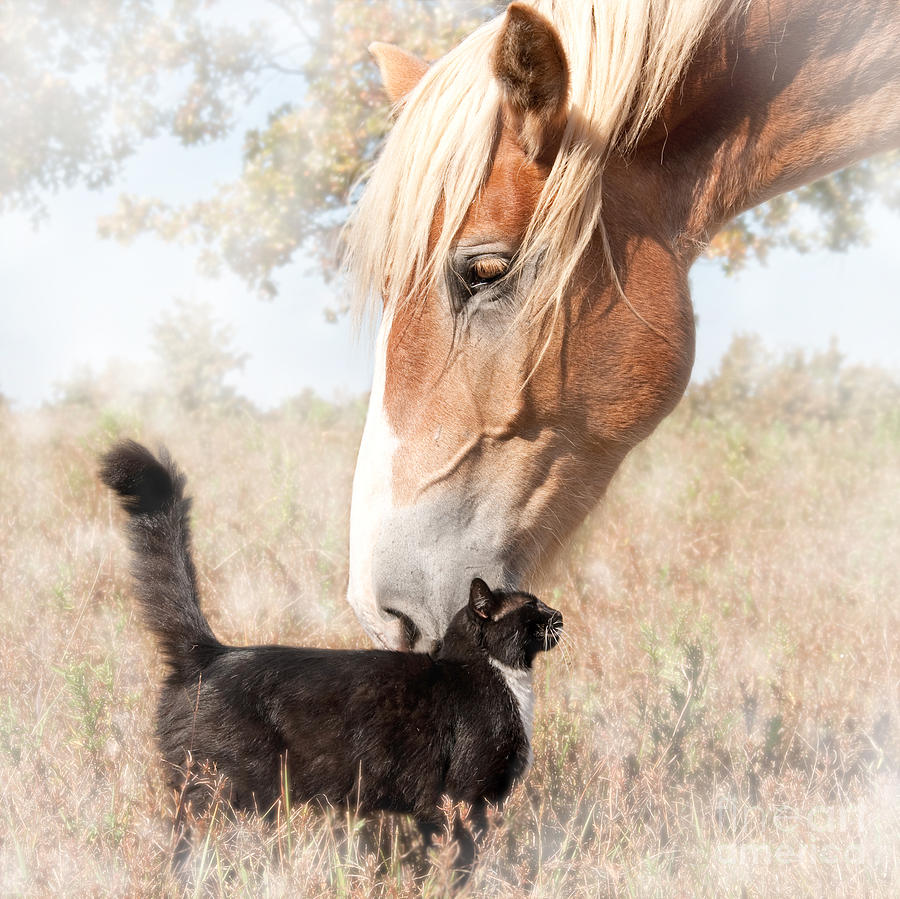 Dreamy Friendship Photograph by Sari ONeal