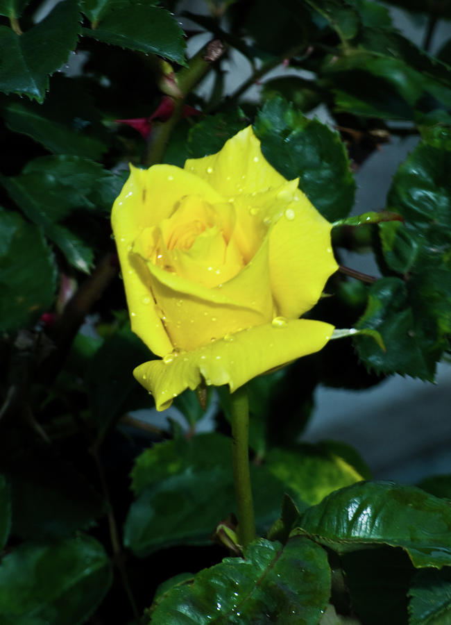 Friendship Yellow Rose with Dewdrops Photograph by Douglas Barnett
