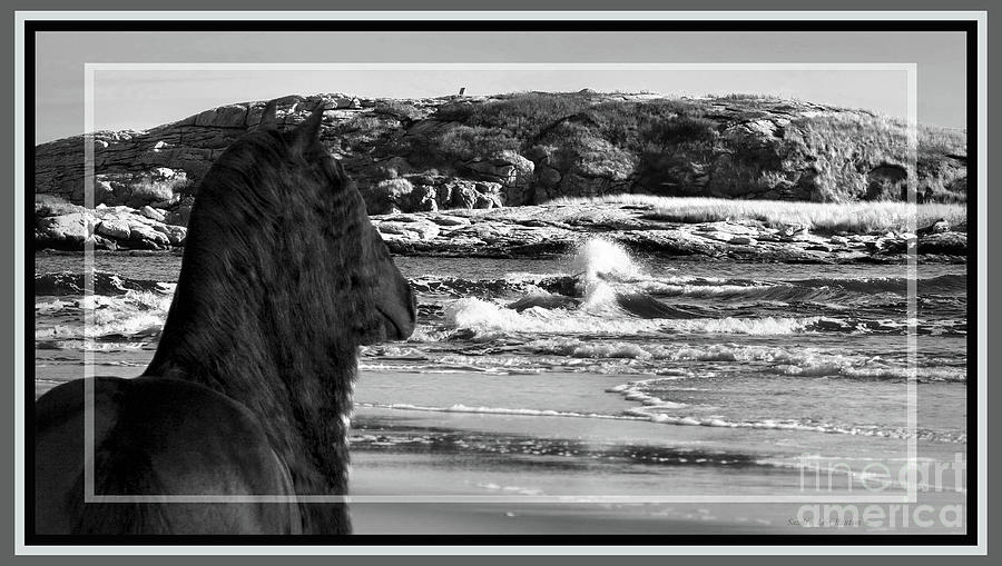 Friesian at the Sea in Black and White, Framed Photograph by Sandra Huston