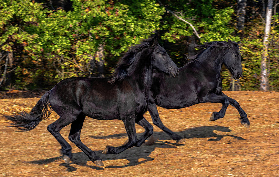 Friesian Frolic Photograph by Eric Albright