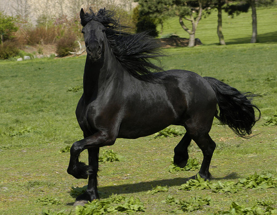 Friesian horse in galop by Michael Mogensen Friesian horse in galop by Michael Mogensen
